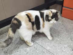 -四月宠物医院·猫专科·心脏专科·内科(转塘店)