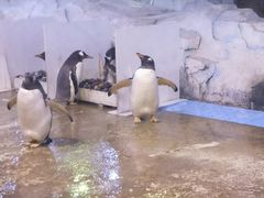 -芜湖新华联大白鲸海洋公园