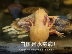 -上海大自然野生昆虫馆(东方明珠·爬宠昆虫探索中心)