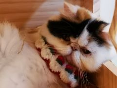 -momokira米努特·德文卷毛猫·棉花面纱犬
