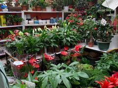 -秦美花卉(天朗·莱茵小城2期店)