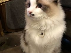 -咖法森林·咖啡  酒吧(天河店)