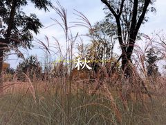 -白鹭湾湿地公园