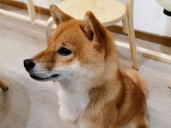 -柴迷FANS CLUB·柴犬狗咖·猫咖