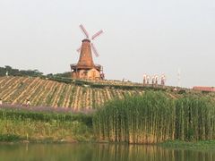 -大塘金香草谷