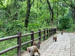 -苏州上方山国家森林公园