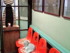 -猫咪博物馆(顶澳仔猫街店)