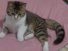-凯瑞希宠物医院·狂犬免疫·微创·皮肤科