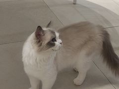 -怪兽屋·羊驼·猫咖·狗咖(俊华广场店)