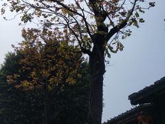 -西湖公园(鼓楼区)