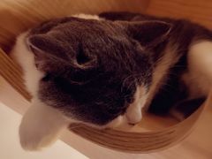 -啵啵喵·猫咖(攀华国际店)