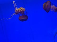 -上海海洋水族馆