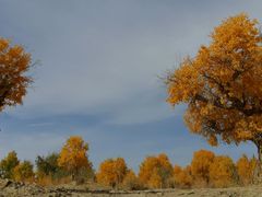 -新疆国际大巴扎