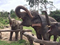 -Elephant Care & Grand Canyon Jumping