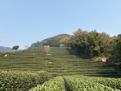 -龙井村