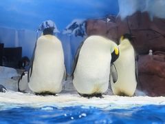 -海合安成都极地海洋公园
