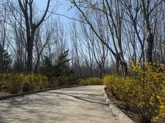 -塘沽森林公园