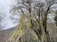 -白马王朗自然风景区