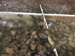 -罗源湾8号渔排
