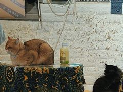 -平行世界·猫咖(首经贸店)