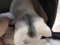 -全心全意连锁动物医院·微创中心·内科急重症·心脏专科(丰管路店)