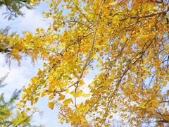 -千年银杏谷文化旅游区