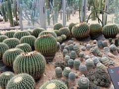 -深圳仙湖植物园