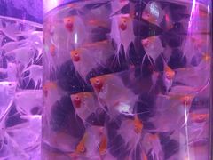 -中环花鸟鱼虫市场