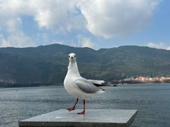 -海埂大坝