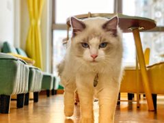 -猫在这儿猫咪咖啡馆·撸猫馆