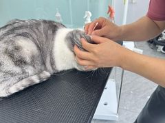 -爱洗澡的猫(望京店)