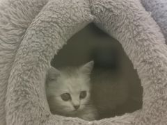 -babydoll猫舍·米努特·德文·缅因(久光中心店)