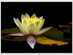 -清心素食自助餐厅(夫子庙店)