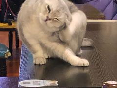 -猫小院猫主题咖啡厅(北锣店)