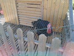 -上海崇明金茂凯悦酒店