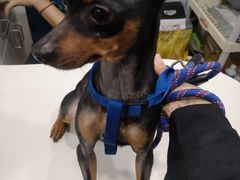 -瑞派动物医院·绝育·犬猫全科·预防医学(光景江南中店)