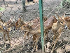 -合肥野生动物园