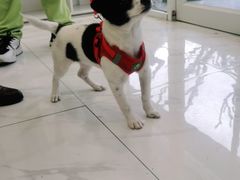 -艾吉宠物医院·疑难杂症转诊中心·猫友好(碧江路院)
