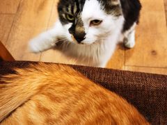-猫的天空之城概念书店(苏州平江店)