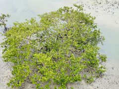 -北海金海湾红树林生态旅游区