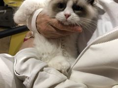 -东方名猫馆·英短金渐层布偶猫舍(环线广场1号楼店)