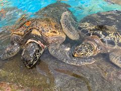 -海合安成都极地海洋公园