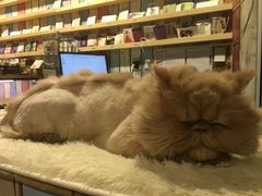 -小时光咖啡馆(开森度假森林店)