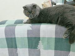 -鼓捣猫呢主题猫咖店