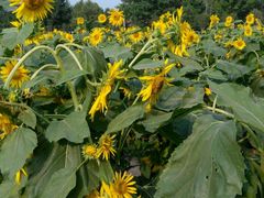 android_upload_pic-黄河谷马拉湾海浪浴场