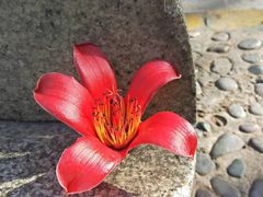 -攀枝花公园