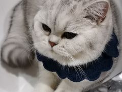 -宠爱国际动物医院· 猫科· 外科·中兽医(长白店)