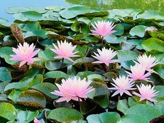 -国家植物园南园