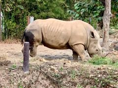 -清迈夜间动物园