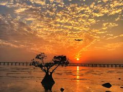 -宝安西湾红树林湿地公园